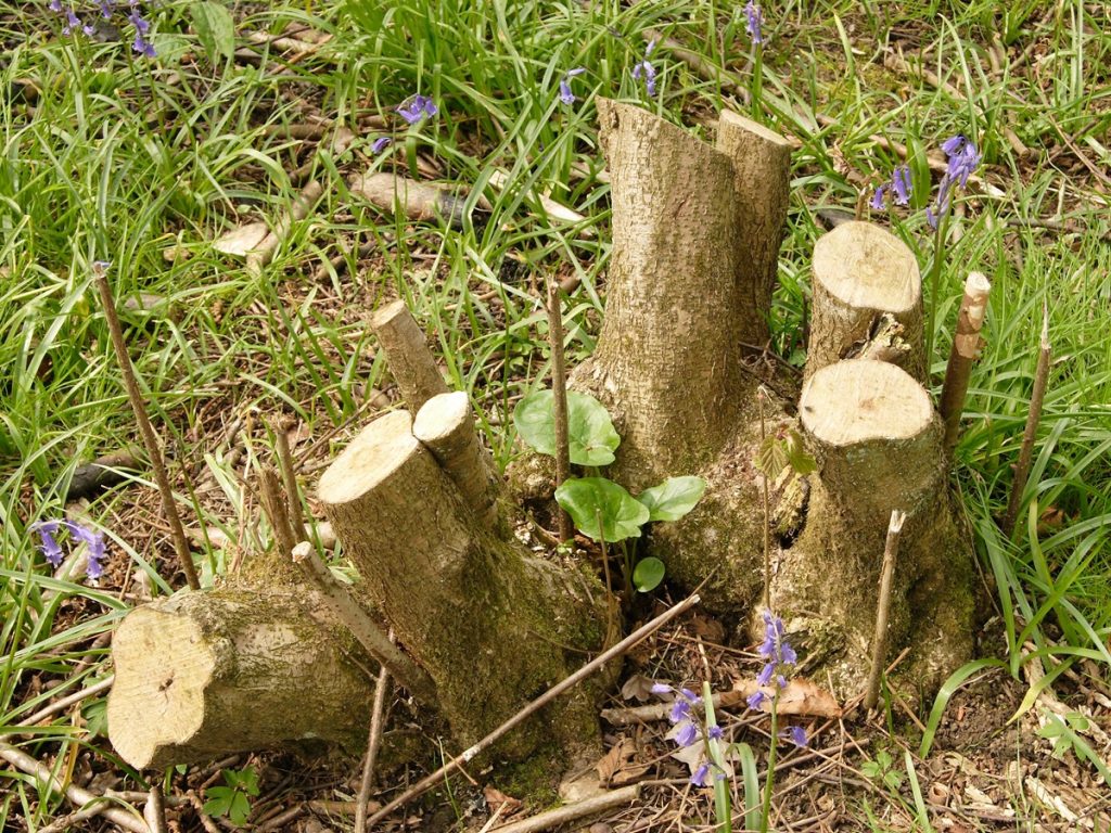 Read more about the article Shenley Shuffle