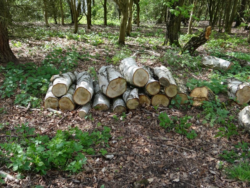 Read more about the article Foremark Reservoir