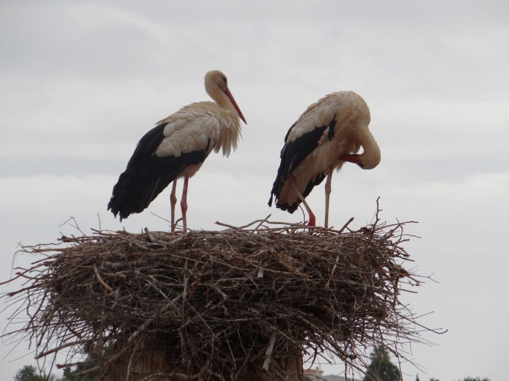 Read more about the article Silves and Carvoeiro